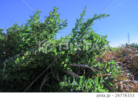 九十九里浜の枸杞 クコ 九十九里浜の枸杞 クコ 26776353