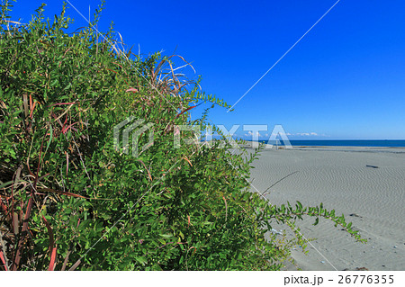 九十九里浜の枸杞 クコ 九十九里浜の枸杞 クコ 26776355