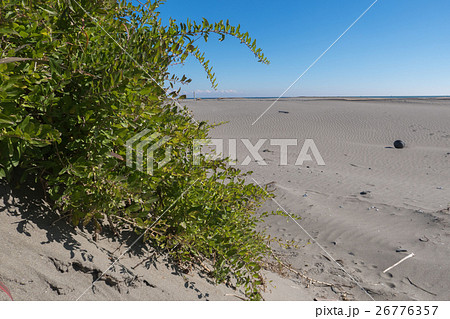 九十九里浜の枸杞 クコ 九十九里浜の枸杞 クコ 26776357