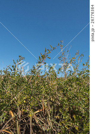 九十九里浜の枸杞　クコ 26776364