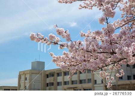 桜と校舎 26776530