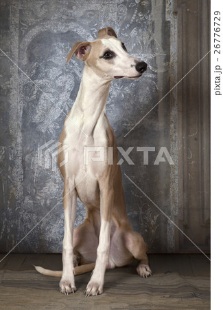 Purebred Whippet dog indoors Purebred Whippet dog indoors 26776729