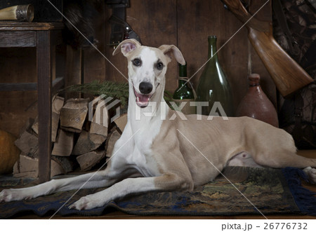 Eight months old Whippet dog Eight months old Whippet dog 26776732