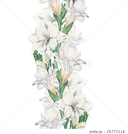 Freesia 1. Seamless border. Drawing Watercolor. Ha 26777118