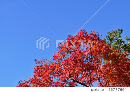 紅葉 26777664