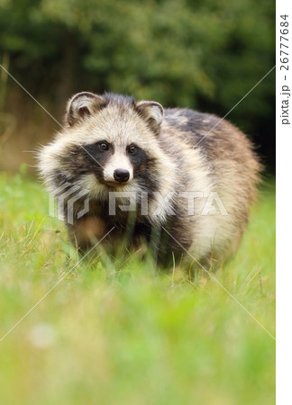 Adorable raccoon dog Adorable raccoon dog 26777684