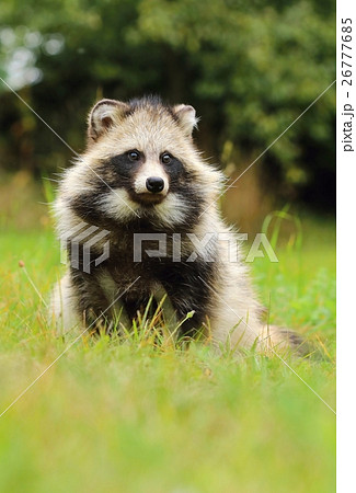 Raccoon Dog In Grassの写真素材