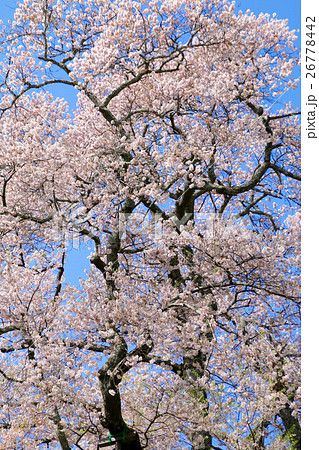 秋山の駒ザクラ（川俣町） 26778442