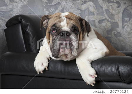 English Bulldog in a black leather chair English Bulldog in a black leather chair 26779122