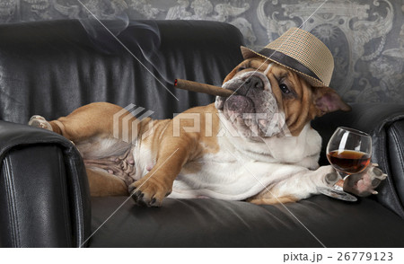 Dog's life Dog's life 26779123