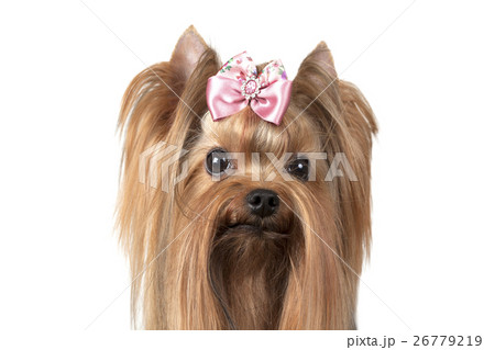 Portrait of Yorkshire terrier dog Portrait of Yorkshire terrier dog 26779219
