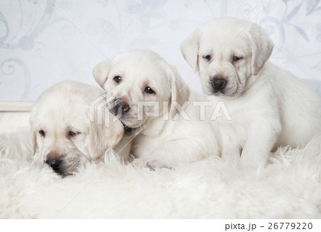 Purebred Labrador puppies indoors 26779220