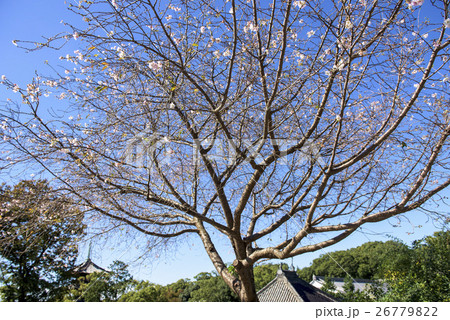名古屋の都市風景・八事興正寺 26779822
