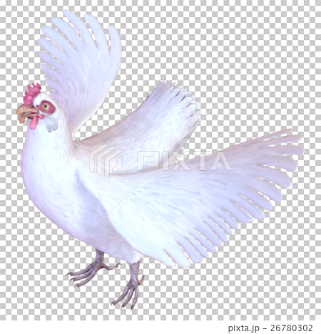 ニワトリ 26780302