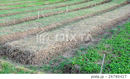 young vegetable in a vegetable garden. young vegetable in a vegetable garden. 26780427