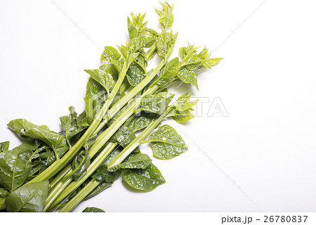 白バックのツルムラサキ 26780837