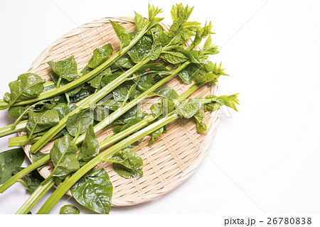 笊の上のツルムラサキ 26780838