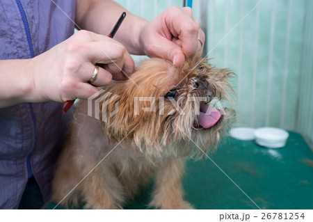 Woman groomer makes trimming Brussels Griffon 26781254