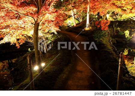 けいはんな記念公園ライトアップ けいはんな記念公園ライトアップ 26781447