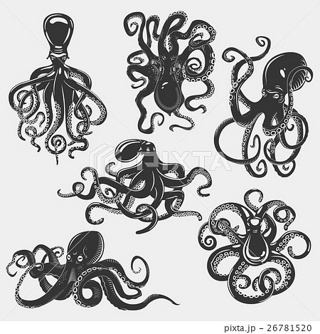 Suction Cups On Octopus Tentacle のイラスト素材 26781520 Pixta