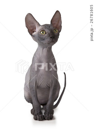 Don Sphinx kitty cat in studio 26781605
