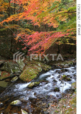 ロマンチック茨城 佐竹氏ゆかりの花園神社に向かう花園渓谷はその名の通りモミジや楓で美しい 北茨城市の写真素材