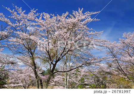 青空と満開の桜 青空と満開の桜 26781997