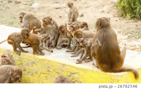 funny monkey family 26782546