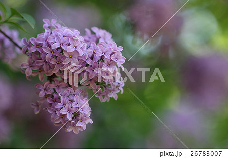 Syringa flower in park in  sunny day in May 26783007