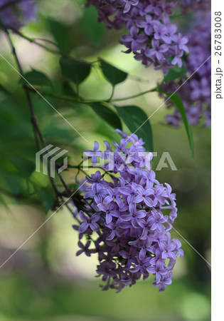 Syringa flower in park in sunny day in May Syringa flower in park in sunny day in May 26783008