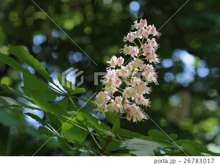 Chestnut flower in park in sunny day Chestnut flower in park in sunny day 26783017