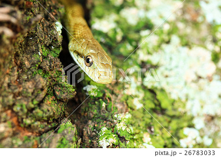 桜の木の洞からコンニチハ♪ 26783033