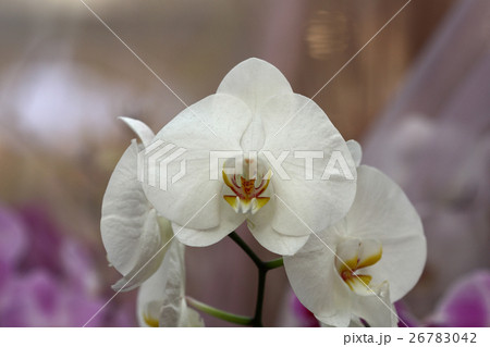 Group of flowers, purple orchid, phalaenopsis Group of flowers, purple orchid, phalaenopsis 26783042