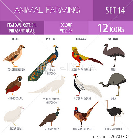 Peafowl, ostrich, pheasant, quail breeds icon set Peafowl, ostrich, pheasant, quail breeds icon set 26783332