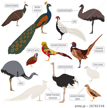Peafowl, ostrich, pheasant, quail breeds icon set 26783338