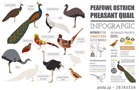 Peafowl, ostrich, pheasant infographic template.  26783339
