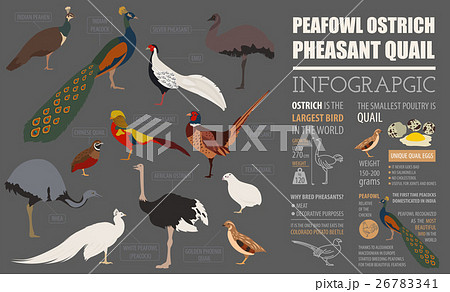 Peafowl, ostrich, pheasant infographic template. Peafowl, ostrich, pheasant infographic template. 26783341