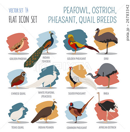 Peafowl, ostrich, pheasant, quail breeds icon set 26783342