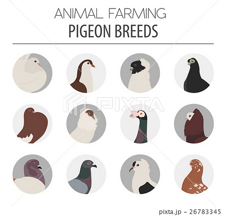 Pigeon breeds icon set. Flat design 26783345