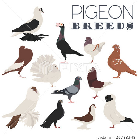 Pigeon breeds icon set. Flat design 26783348
