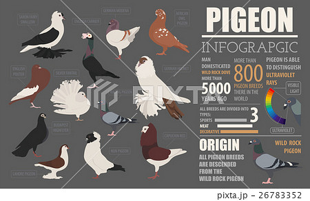 Pigeon  infographic template 26783352