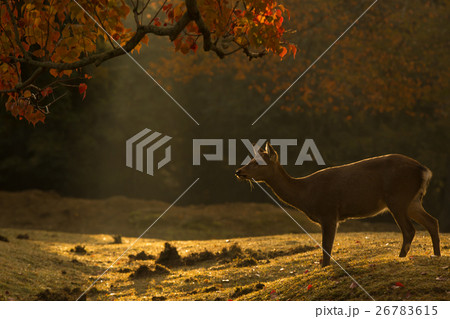 秋の奈良公園の鹿を撮影したもの 秋の奈良公園の鹿を撮影したもの 26783615
