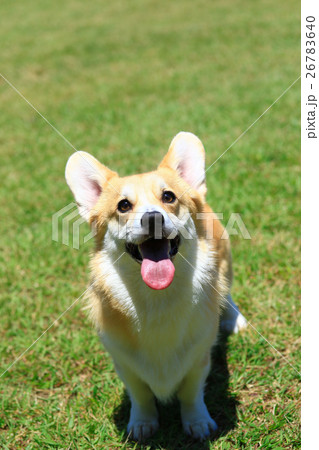 えへへ♪ 26783640