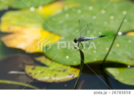 シオカラトンボ 26783658
