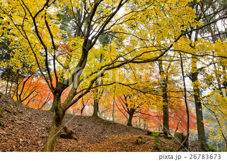 麓城址の紅葉 26783673