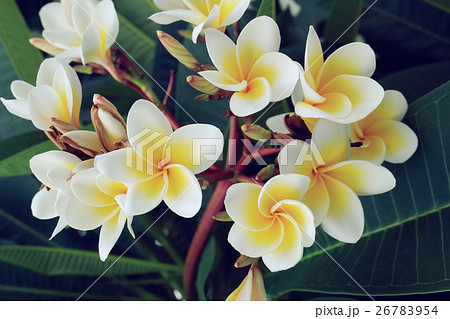 white frangipani tropical flower, plumeria flower white frangipani tropical flower, plumeria flower 26783954