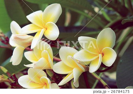white frangipani tropical flower, plumeria flower white frangipani tropical flower, plumeria flower 26784175