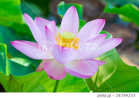 蓮の花 蓮の花 26784253