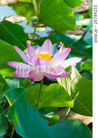 蓮の花 26784255