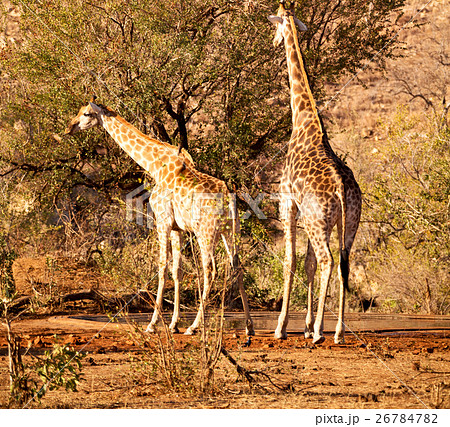 in south africa wildlife reserve and in south africa wildlife reserve and 26784782